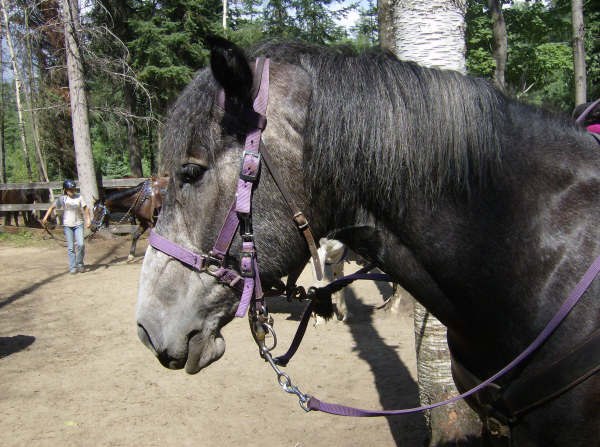 Сергей Сидоренко | Toronto