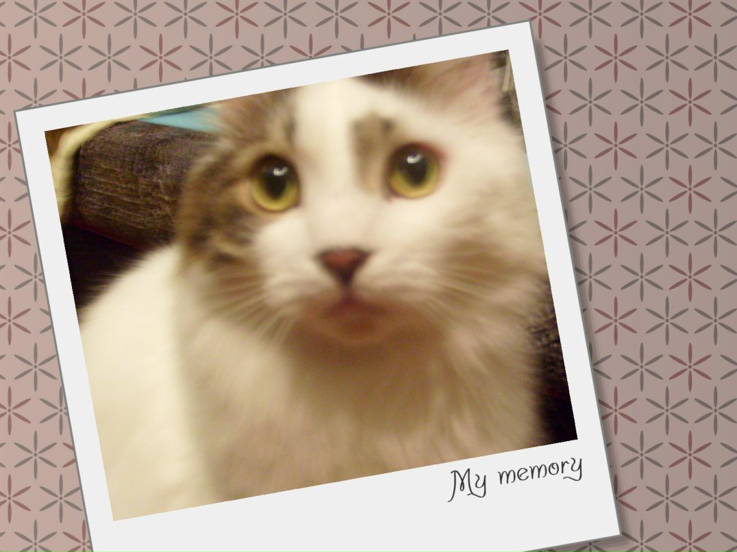 Николай Виноградов | Санкт-Петербург