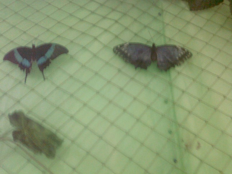 Алла Аракелова | Ессентуки