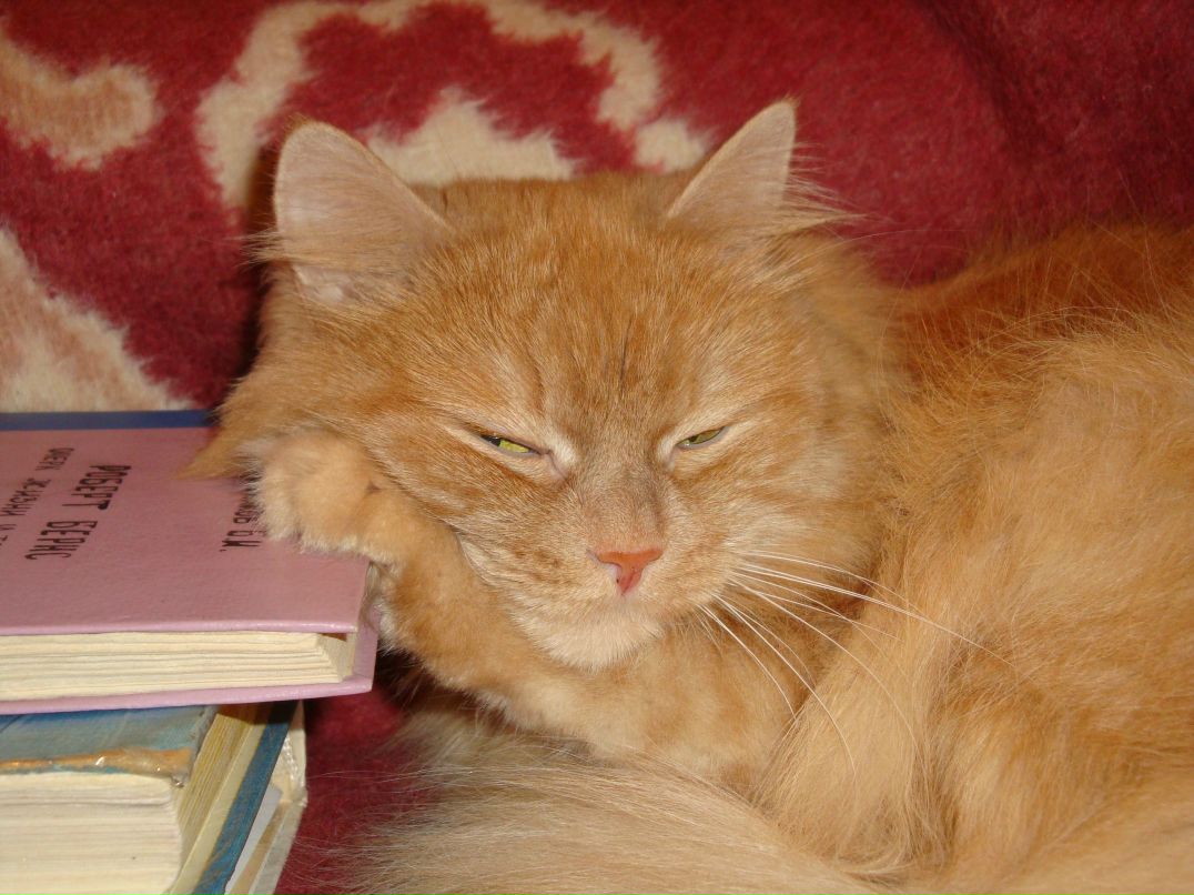 Ирина Шевцова | 