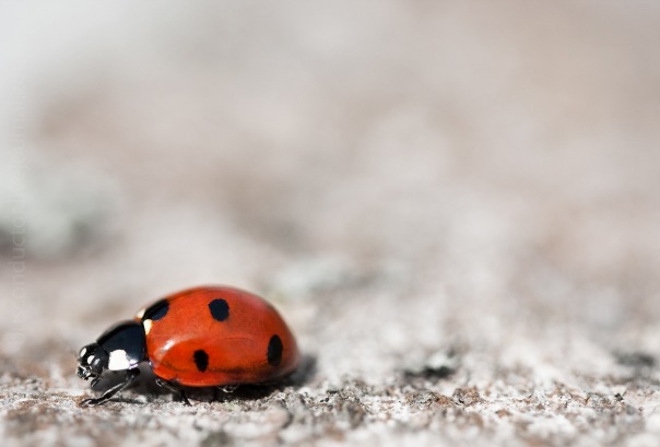 №63, Елена Тюнеева, 37 лет, Москва №63, Елена Тюнеева, 37 лет, Москва