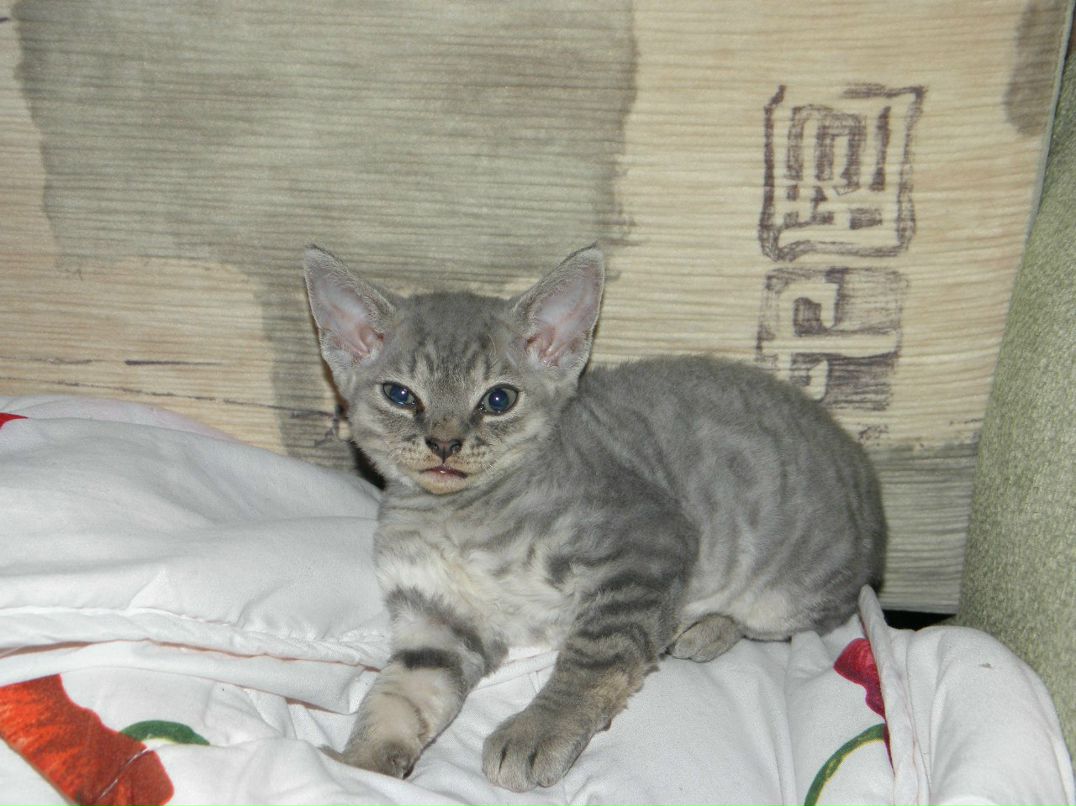 Дарья Чабаненко | Baden-Baden