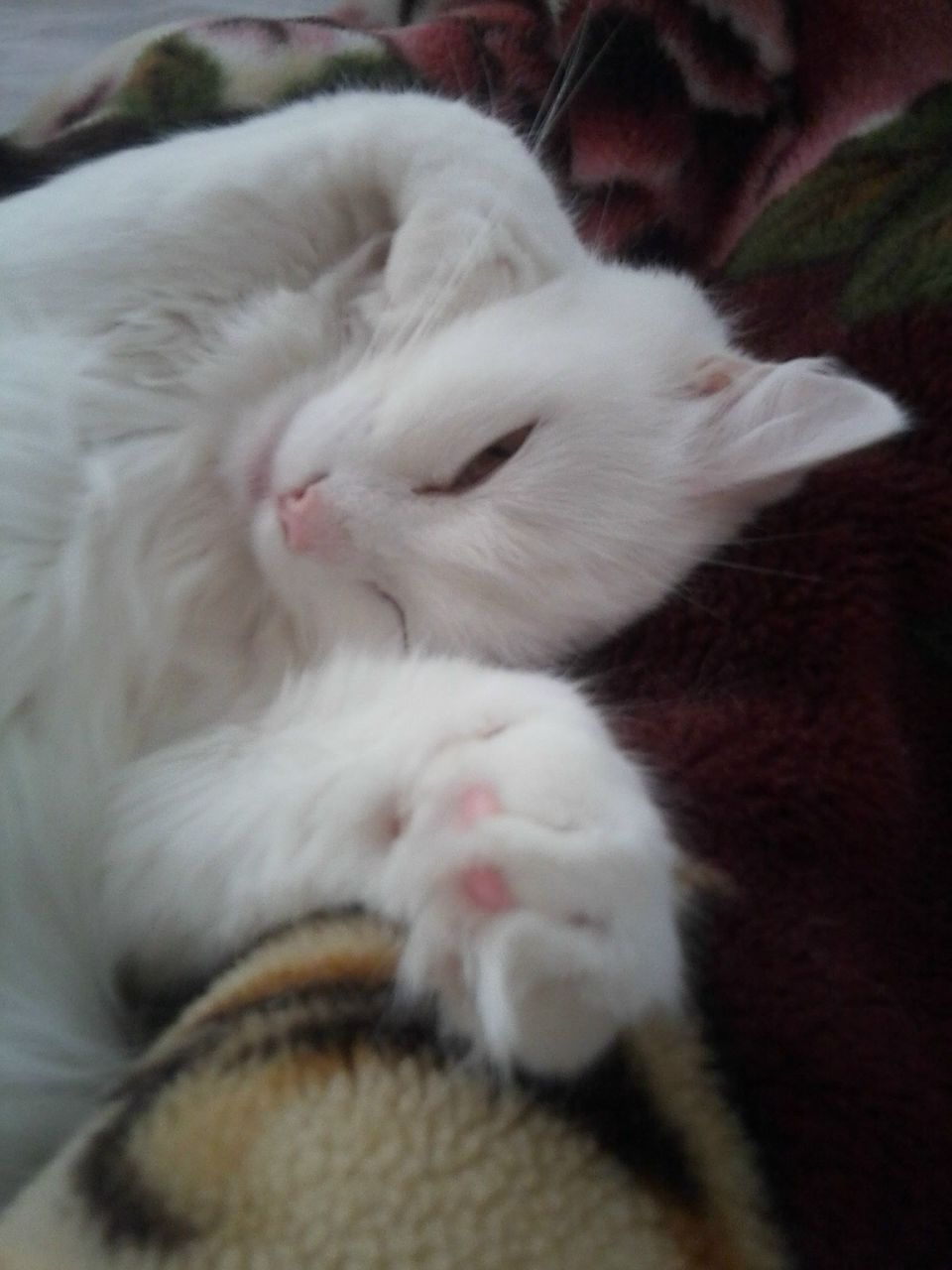 Светлана Костюченко | Полоцк