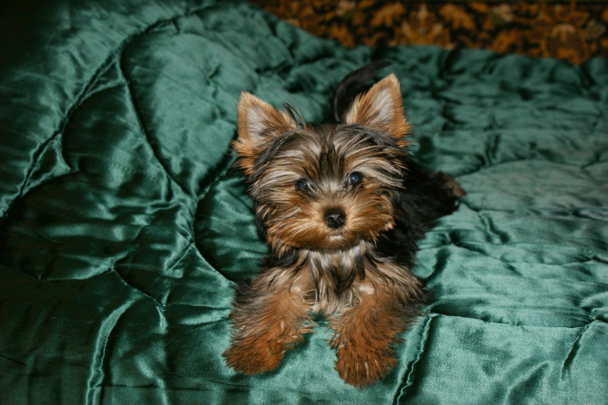 Виталий Чупейда | Санкт-Петербург