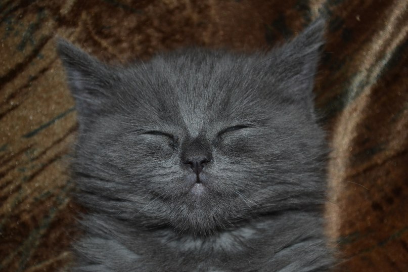 Вильгельм Emi Мертвый Анархист | Самара