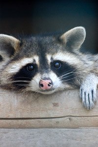 Марина Гура | Kingston