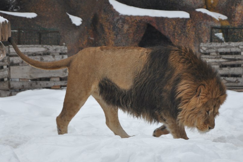 Андрей Гисматов | Нижнекамск