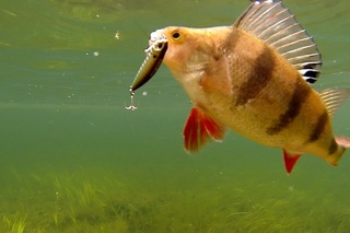 Fishing: best lures for perch, pike, bass. Underwater camera. Рыбалка: ловля окуня на воблер.