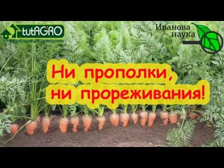 МОРКОВЬ ТАКАЯ ГЛАДКАЯ, РОВНАЯ, СОЧНАЯ и ВКУСНАЯ - не надо и КОНФЕТ! Хитрый посев БЕЗ ПРОРЕЖИВАНИЯ!
