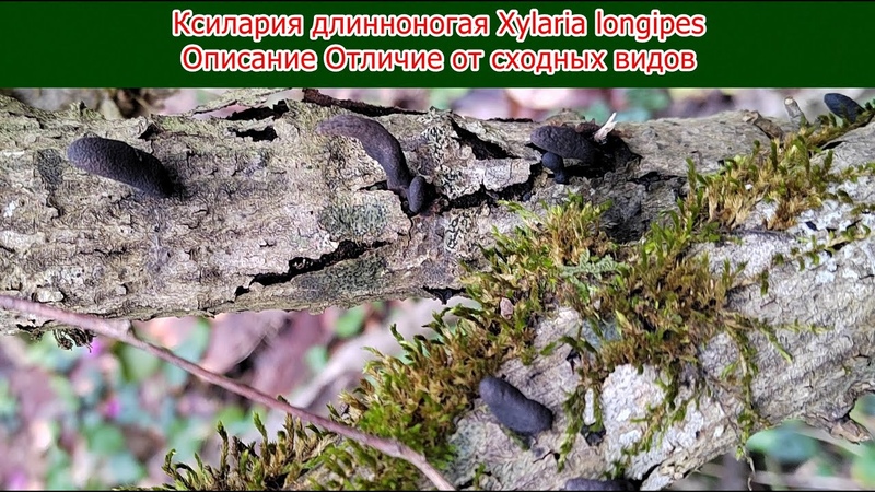 Ксилария длинноногая Xylaria longipes Описание Отличие от сходных
