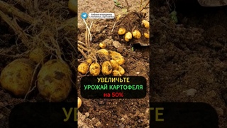 Как повысить урожайность картофеля на 50% без подкормок и обработки #овощи #огород #картошка #урожай