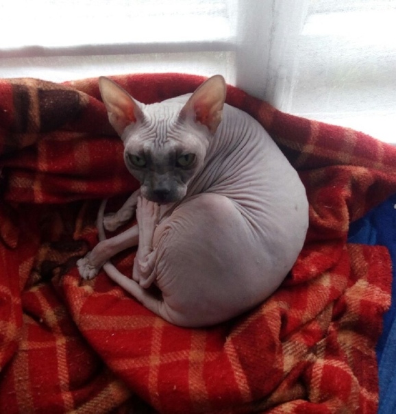 корниш рекс аллергия. больной корниш рекс. помощь сфинксам и корнишам. сфинкс 2022. помощь сфинксам и корнишам.