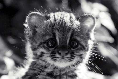 Василий Федотов сява | Лосево