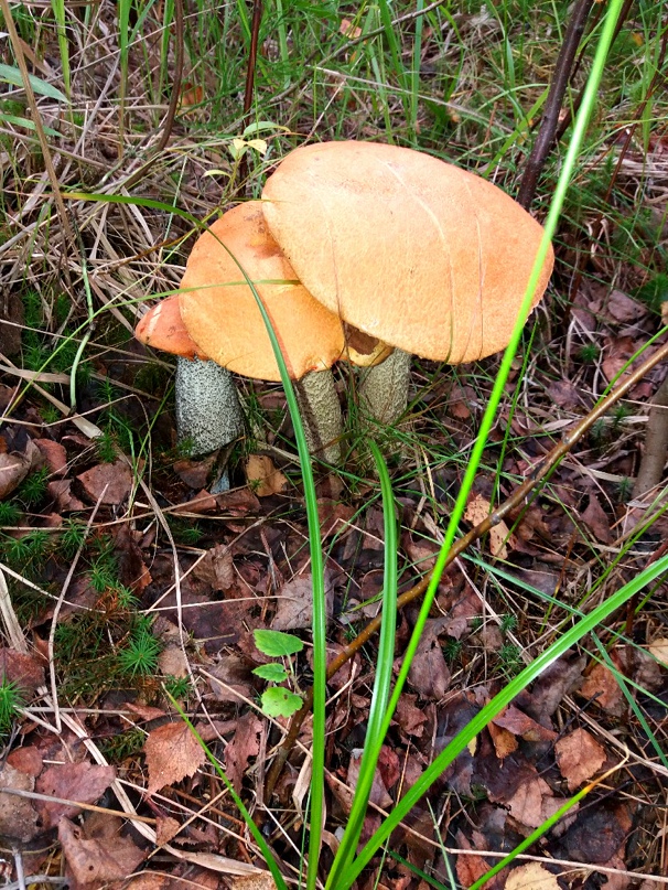 Ирина Волкова | Санкт-Петербург