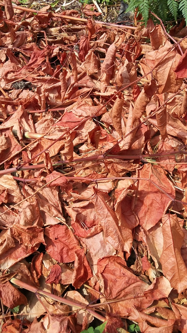 Елена Ткачук | Санкт-Петербург