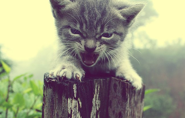 Андрей Григорьев | Узловая