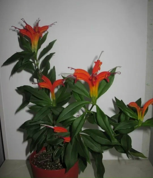 Эсхинантус Мона Лиза, Цветы почтой BeautyFlora ir322ст - Комнатные цветы - Цветы