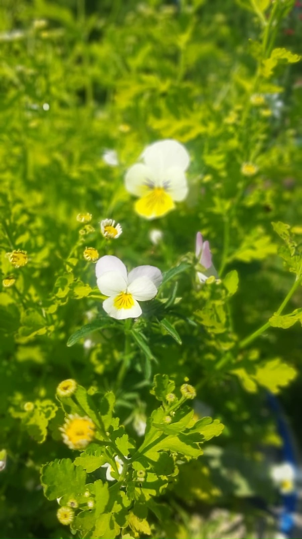 Лариса Артёмова | Сясьстрой