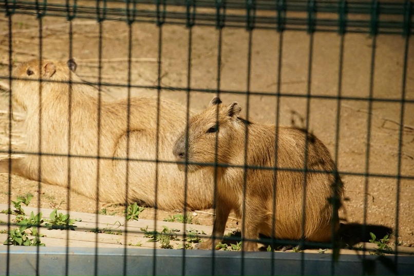 Капибара ул николая химушина 2 7с7 фото Капибара ул николая химушина 2 7с7 фото
