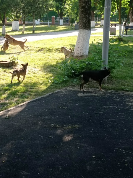 Собачий парк Собачий парк
