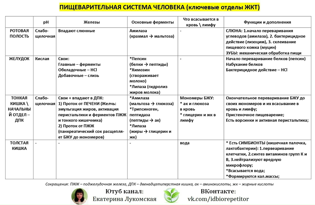 Таблицы по пищеварительной системе 2023 Биология ЕГЭ-2024 ВКонтакте