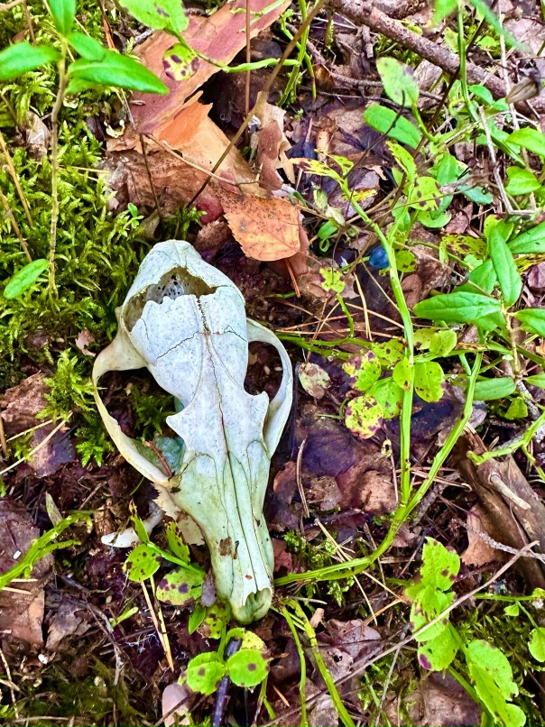 Алёна Агапова | Санкт-Петербург