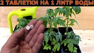 Рассада зеленеет и растет на глазах!  Две таблетки на литр воды! Средство из аптеки для рассады.