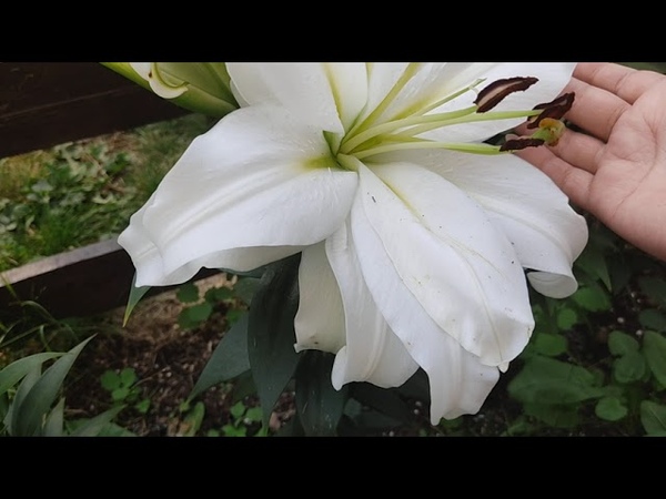 Цветение лилии ОТ гибрид Уайт Айз ( White