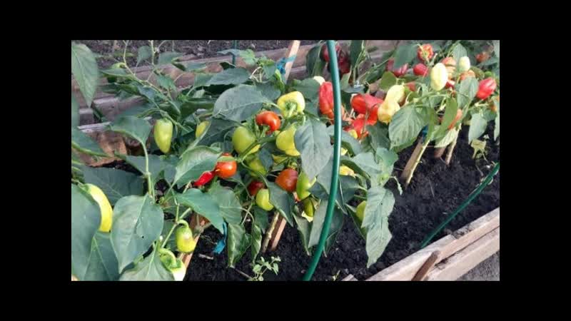 Самый урожайный перец для открытого грунта и теплиц Обзор