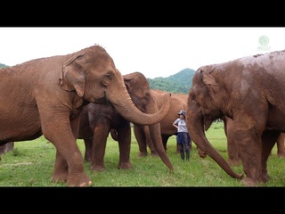 Khamla Herd's Heartwarming Meeting with Lek - ElephantNews