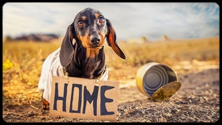 Little Rogue! Cute & funny dachshund dog video!