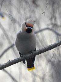 Птицы ижевского зоопарка. Bird ижевск. Глазовская 1 пермь. Свиристель длиннохвостый. Птицы ижевска.