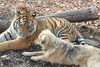 Собака тигр. Пес с тиграми. Собака тигр. Тигр и тигр совместимость в любви. Тигр и собака в любви.