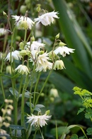 аквилегия махровая барлоу белая. аквилегия махровая барлоу белая. аквилегия барлоу уайт. аквилегия клементина вайт. аквилегия обыкновенная white barlow.