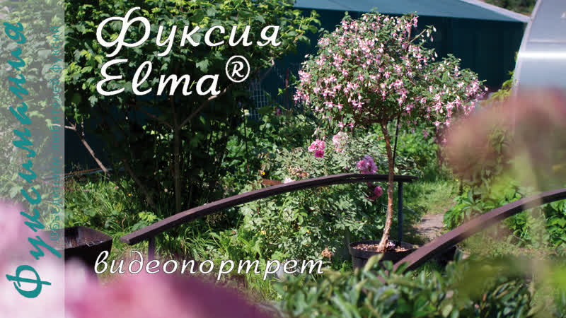 Фуксия Elma ,