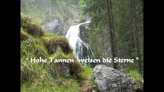 Hohe Tannen weisen die Sterne