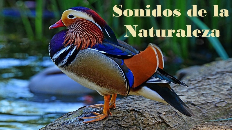 Sonidos de la Naturaleza, Lluvia, Amanecer, Anochecer, Olas del Mar, Ríos, Ideal para Meditar y