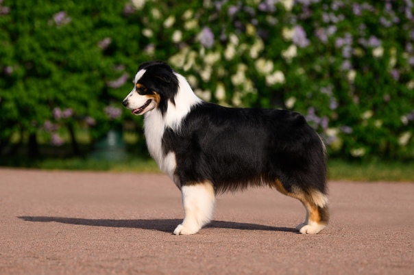 питомник австралийских овчарок. австралийская овчарка питомник. питомник австралийских овчарок в москве и московской области. австралийская овчарка питомник. питомник австралийских овчарок.