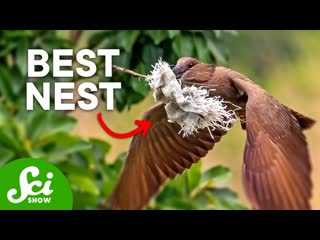 7 Insane Bird Nests that Will Change How You Think About Birds