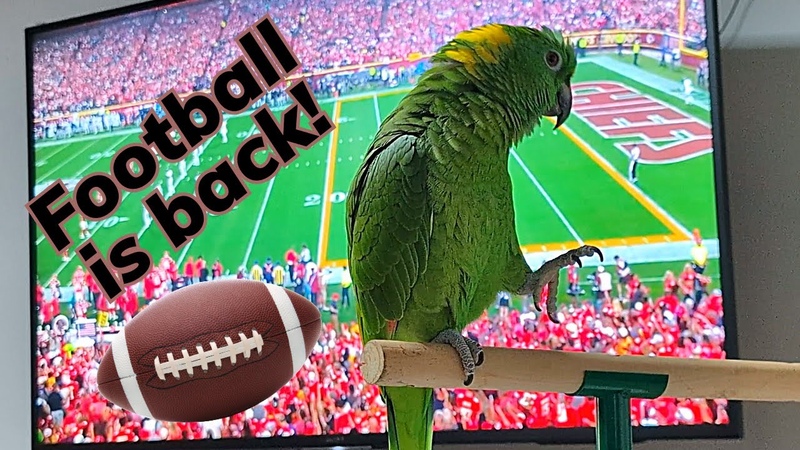 Charlie Murphy the Parrot is very excited that NFL football is back. Chiefs vs