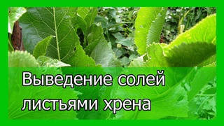 Выведение солей листьями хрена