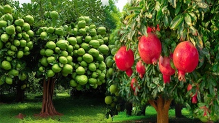 How To Propagation Guava Fruit With Pomegranate Fruit To Get More Amazing Fruit